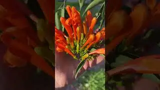 PYROSTEGIA VENUSTA