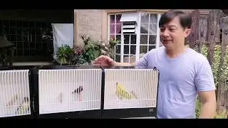 HOW TO BIRD SHOW / BIRD SHOW TIPS FROM ABE INTERNATIONAL JUDGE / OVBRA INVITATION