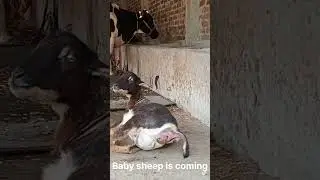 Baabaa black Sheep giving birth. Ewe Won't Believe It! Hilarious Moments When Sheep Become Moms!