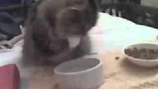 My cat Tabby drinks from paws & tries to make hard food SOFT