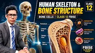 Human Skeleton | Structure of Bone | Cells Associated with Bone | Class 12 FBISE New Biology