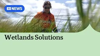 Turning sewage treatment plants into floating wetlands | ABC News