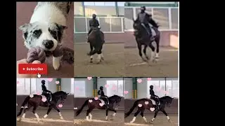 승마 좌속보 | 구보 | halfpass | tempichanges | 경속보 | 마장마술 기승일기 | 직장인취미 승마브이로그 | 연속답보 | 신장속보 | flying change