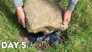 Rock Flipping Leads to Incredible Find!