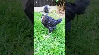 Cream Legbar chick seeing nature the first time