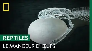 L'impressionnant syst&egrave;me digestif du rhombique mangeur d&rsquo;&oelig;ufs
