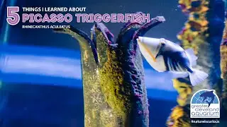 5 Things I Learned About Picasso Triggerfish @cleaquarium