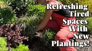 Refreshing Tired Spaces with New Plantings of Lavender, Boxwood and Carex! 🌿