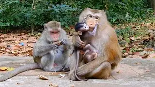 So Gentle Guesture Baby Monkey Loves Mother So Much | Does This Baby Confuse Mom?