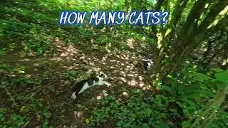 ARE TABBY CATS CAMOUFLAGED, HOW MANY CATS CAN YOU SEE?