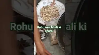 Herbs value in carp fishing ground baits||Rohu fish charai formula