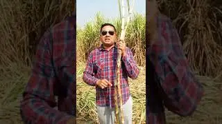 Who will help the Farmer