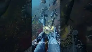 Fishes Go Wild! | Diver Harvests Sea Urchin in the Deep Ocean 🟣 #asmr #satisfying