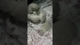 Meet our Adorable 2-week-old Ragdoll Kittens: Fluffy Cuteness Overload!