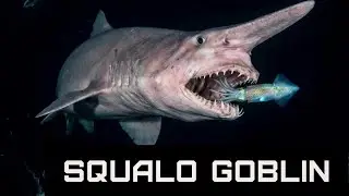 Lo squalo goblin &egrave; un mostro degli abissi. Le sue fauci sparano come un PROIETTILE.