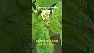 Identify the Pests on Golden Gooseberry Plant #viral #shorts #biodynamic #home gardening
