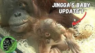 Baby Orangutan Update - How Is Jingga Adjusting To Motherhood?