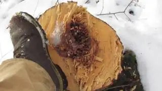 How many trees are in a Cord? Axe Cordwood Challenge