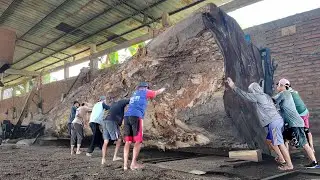 woodworking projects  missouri sawmill residents Wild trembesi wood worth 250 million