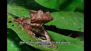 Leaf Ninja: The Long-Nosed Horned Frog's Rainforest Secrets