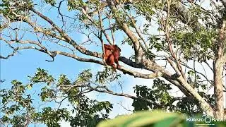 Alouatta macconnelli