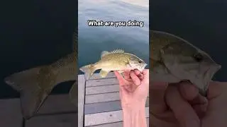 Lil ah smally #bassfishing #fishing #bass #sportfishing #fish