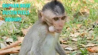 Pity orphan baby Dustin try eat mango while friends happy playing|Dustin miss mum & unhappy playing