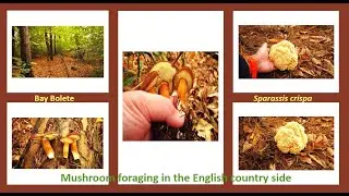 The #cauliflower  Fungus /#mushroom and bay Bolete / An afternoon of foraging
