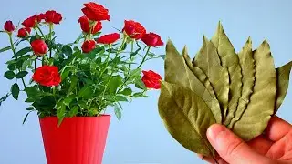 1 Ложка и Домашний Цветок Снова Зеленеет и Зацветает!