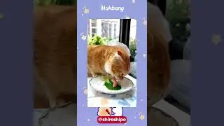 Keep Eating By Cat  #catfunny #22