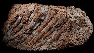 Las Vegas fossil - colonial rugose coral Acrocyathus proliferum