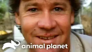 A Snake BITES Steve! | The Crocodile Hunter | Animal Planet