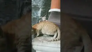 #catvideo#cute#sweetkittens#kittens#amazingpets#cutecat