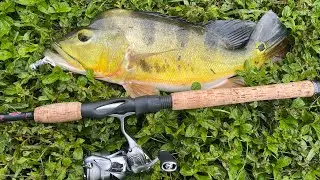 Bottom fishing for Peacock Bass in West Palm Beach