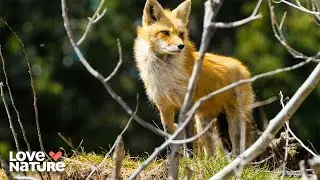 The Red Fox That Outsmarted the Wild | Wild Wild East 101+102