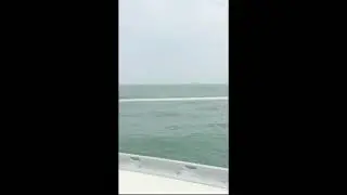 Premier Test Pelagic sur Sélection 37