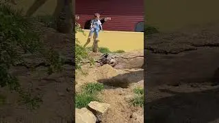 Marwell zoo Winchester  #zoo #youtubeshorts  #nature  #shorts