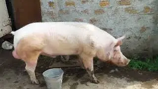 Крупная Белая, ХРЯК 2.5 года.