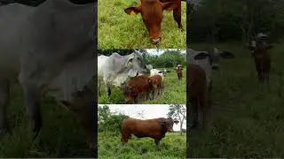 Raza Senepol para la ganader&iacute;a tropical peruana