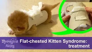Flat Chested Kitten Syndrome - How to Treat?