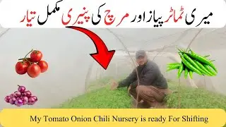 My Tomato Onion Chili Nursery is ready For Shifting