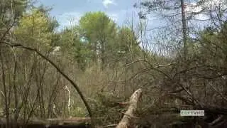 Wetlands Delineation - Introduction