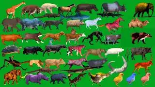 Top 48 Animals Green Screen Line Running and Walking Green Screen Best HD Animals Green Screen Video