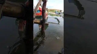 how to catch viral shrimp #fishing #trending