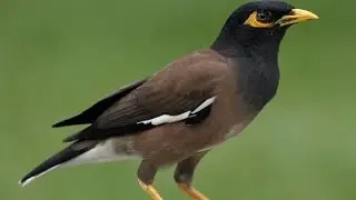 להקה של מיינה מצויה (ציפור) בתל אביב - חייבים לראות.... ולשמוע