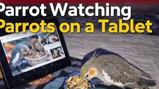 Parrot watching parrots on a tablet while Eating seeds 🦜❤️ cute funny moments ☺️
