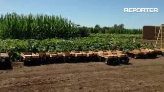 #coolpatchpumpkins in Dixon, home of the world's largest corn maze, is now open. A look at the offer