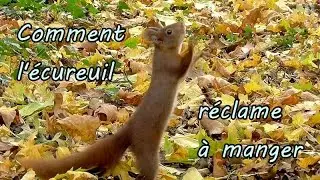 Comment un ECUREUIL ROUX réclame à manger