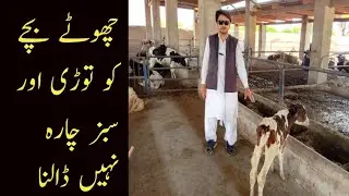 calf ko todi aur sabaz Chara nhe dalna| kamzoor bachay(calf) ka ilaj
