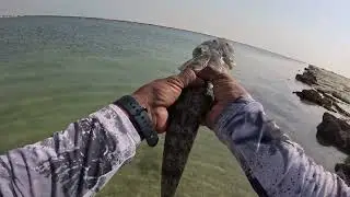 I Caught a GIANT Flathead Fish in Abu Dhabi #youtubefishing #fishing